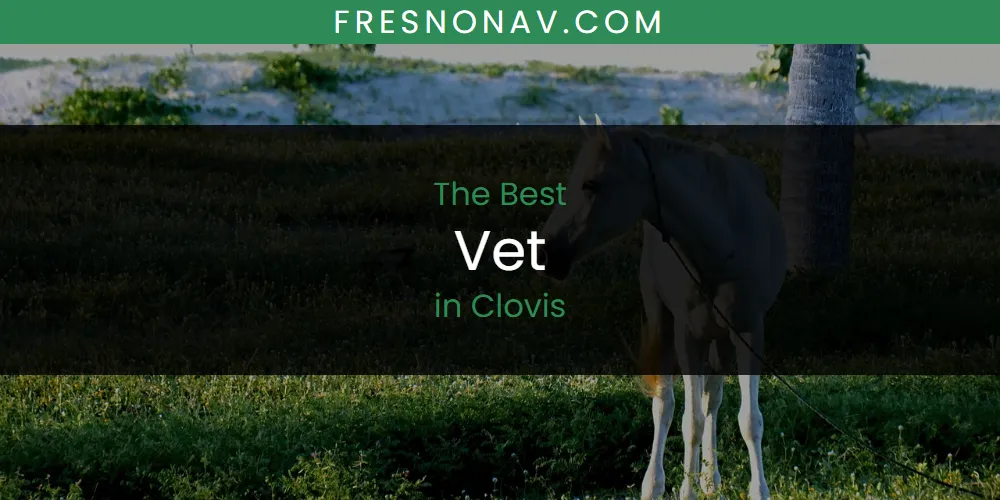 The Top-Rated Vet in Clovis for 2026